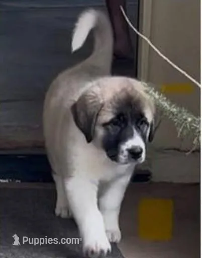 Panda – Anatolian Shepherd Dog, Great Pyrenees puppy for sale in Arroyo Grande, CA