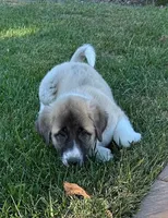 Panda, a female Anatolian Shepherd Dog and Great Pyrenees for sale in Arroyo Grande, CA – Photo 2 of 2