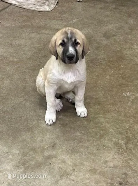 Tucker – Anatolian Shepherd Dog, Great Pyrenees puppy for sale in Arroyo Grande, CA