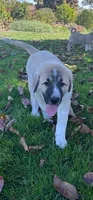 Tucker, a male Anatolian Shepherd Dog and Great Pyrenees for sale in Arroyo Grande, CA – Photo 2 of 2