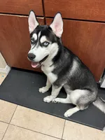Romeo , a male Siberian Husky for sale in Port Richey, FL – 6 of 6