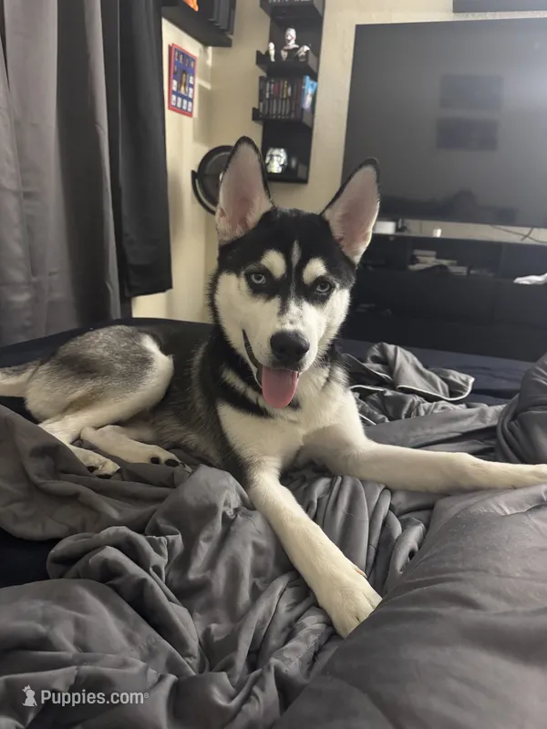 Romeo  – Siberian Husky puppy for sale in Port Richey, FL