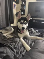 Romeo , a male Siberian Husky for sale in Port Richey, FL – 1 of 6