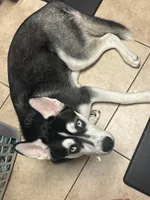 Romeo , a male Siberian Husky for sale in Port Richey, FL – 4 of 6