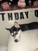Romeo , a male Siberian Husky for sale in Port Richey, FL – 8 of 8