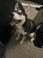 Romeo , a male Siberian Husky for sale in Port Richey, FL – 5 of 6