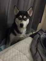 Romeo , a male Siberian Husky for sale in Port Richey, FL – 7 of 8