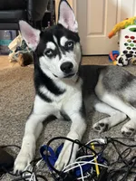 Romeo , a male Siberian Husky for sale in Port Richey, FL – 2 of 6