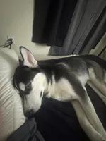 Romeo , a male Siberian Husky for sale in Port Richey, FL – 3 of 6