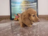 Oakley, a female Miniature Dachshund for sale in New Haven, IN – 1 of 3