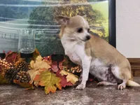 JM DEBBIE, a female Chihuahua for sale in New Haven, IN – 2 of 2
