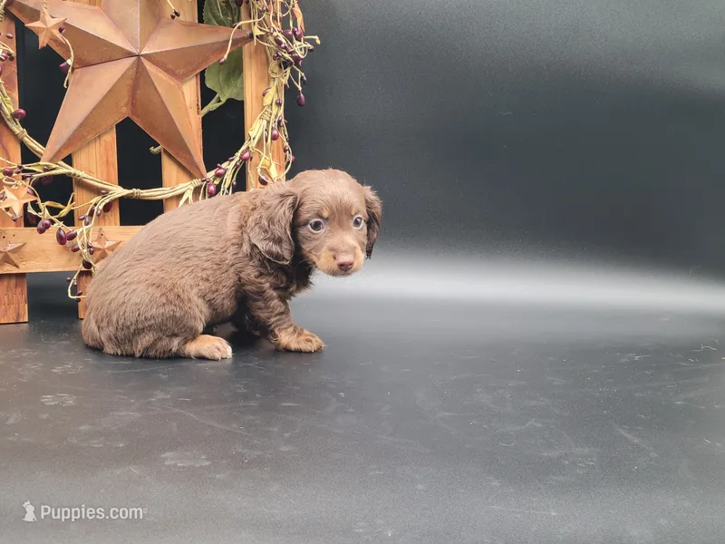 Theo – Dachshund puppy for sale in New Haven, IN