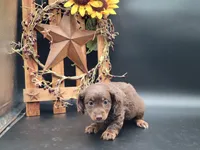 Theo, a male Dachshund for sale in New Haven, IN – Photo 2 of 3