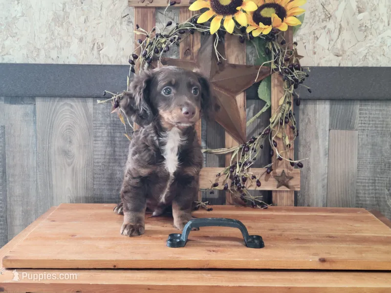Theo – Dachshund puppy for sale in New Haven, IN