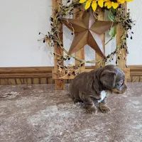 Theo, a male Dachshund for sale in New Haven, IN – Photo 3 of 3