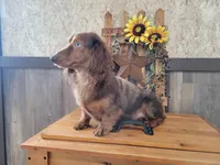 April , a female Miniature Dachshund for sale in New Haven, IN – 2 of 2