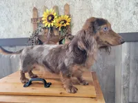 April , a female Miniature Dachshund for sale in New Haven, IN – 1 of 2