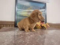 Oakley, a female Miniature Dachshund for sale in New Haven, IN – 2 of 3
