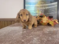 Oakley, a female Miniature Dachshund for sale in New Haven, IN – 3 of 3