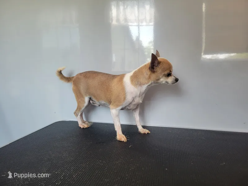 JM DEBBIE – Chihuahua puppy for sale in New Haven, IN