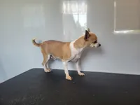JM DEBBIE, a female Chihuahua for sale in New Haven, IN – 1 of 3