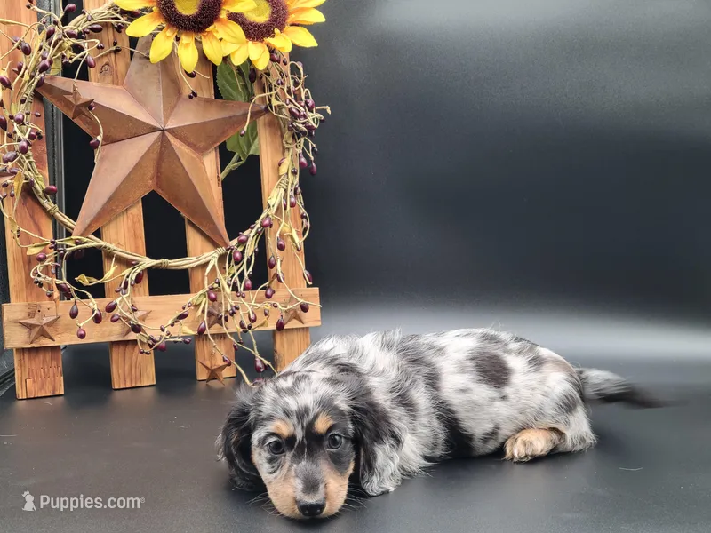 Oakley – Dachshund puppy for sale in New Haven, IN