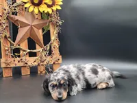 Oakley, a female Dachshund for sale in New Haven, IN – Photo 1 of 6