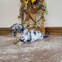 Oakley, a female Dachshund for sale in New Haven, IN – Photo 6 of 6
