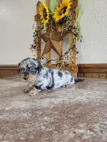 Oakley, a female Dachshund for sale in New Haven, IN – Photo 3 of 3