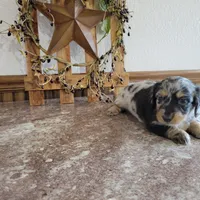 Oakley, a female Dachshund for sale in New Haven, IN – Photo 3 of 6