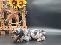 Oakley, a female Dachshund for sale in New Haven, IN – Photo 2 of 6