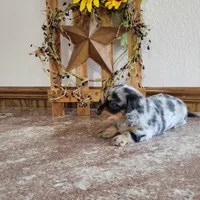 Oakley, a female Dachshund for sale in New Haven, IN – Photo 5 of 6