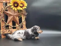 Oakley, a female Dachshund for sale in New Haven, IN – Photo 4 of 6