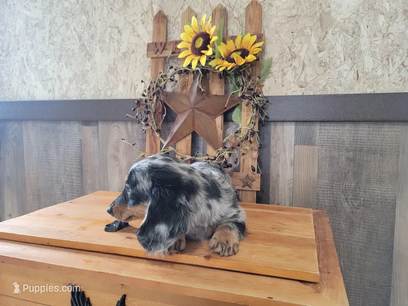 Oakley – Dachshund puppy for sale in New Haven, IN