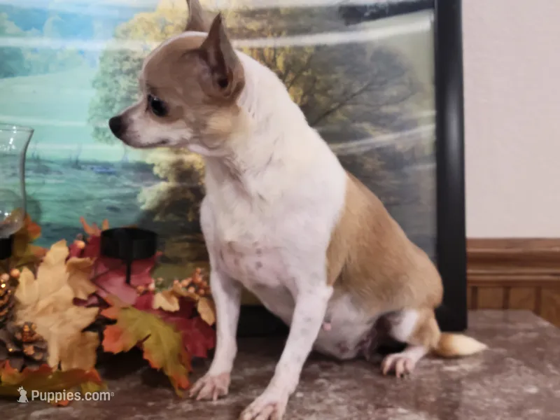 JM DEBBIE – Chihuahua puppy for sale in New Haven, IN