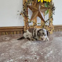 Winston, a male Dachshund for sale in New Haven, IN – Photo 3 of 3