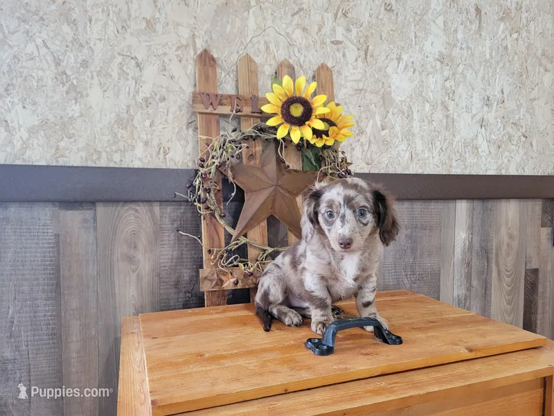 Winston – Dachshund puppy for sale in New Haven, IN