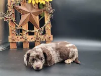 Winston, a male Dachshund for sale in New Haven, IN – Photo 2 of 3