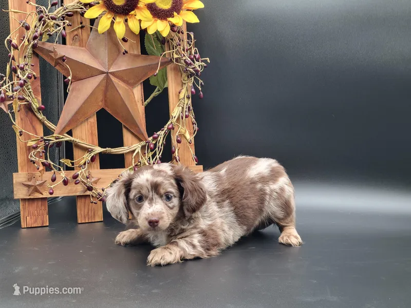 Winston – Dachshund puppy for sale in New Haven, IN