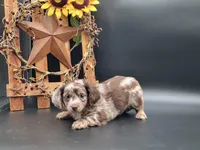 Winston, a male Dachshund for sale in New Haven, IN – Photo 1 of 3