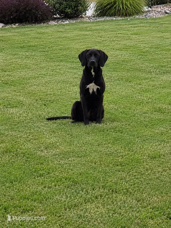 Bella – Labrador Retriever puppy for sale in New Haven, IN