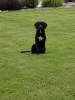 Bella, a female Labrador Retriever for sale in New Haven, IN – 1 of 1
