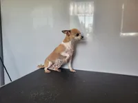 JM DEBBIE, a female Chihuahua for sale in New Haven, IN – 2 of 3