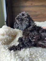 Atlas, a male Poodle - Toy  for sale in Chicago, IL – 3 of 10