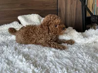 Max, a male Poodle - Miniature  for sale in Chicago, IL – Photo 8 of 10