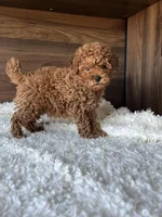 Max, a male Poodle - Miniature  for sale in Chicago, IL – Photo 6 of 10
