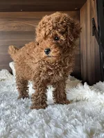 Max, a male Poodle - Miniature  for sale in Chicago, IL – Photo 7 of 10