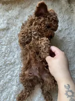 Max, a male Poodle - Miniature  for sale in Chicago, IL – Photo 9 of 10