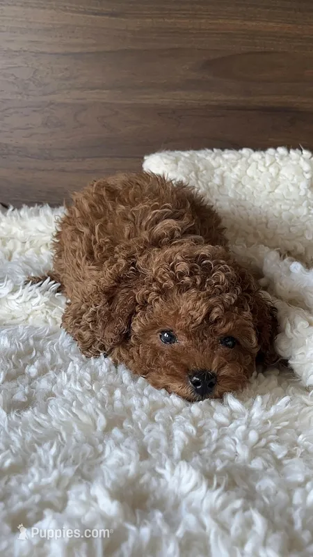 Max – Poodle - Miniature  puppy for sale in Chicago, IL