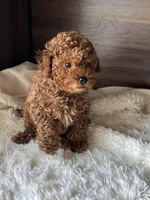 Max, a male Poodle - Miniature  for sale in Chicago, IL – Photo 3 of 10